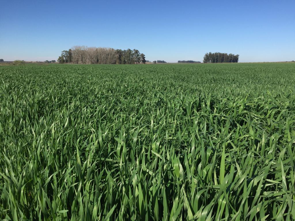 Best Cropping Land In San Jose Uruguay • Terramar Farmlands